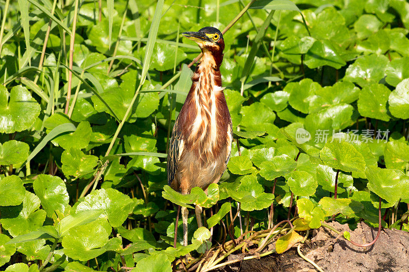 绿鹭(Butorides virescens)站在河边运河，托图盖罗国家公园，哥斯达黎加